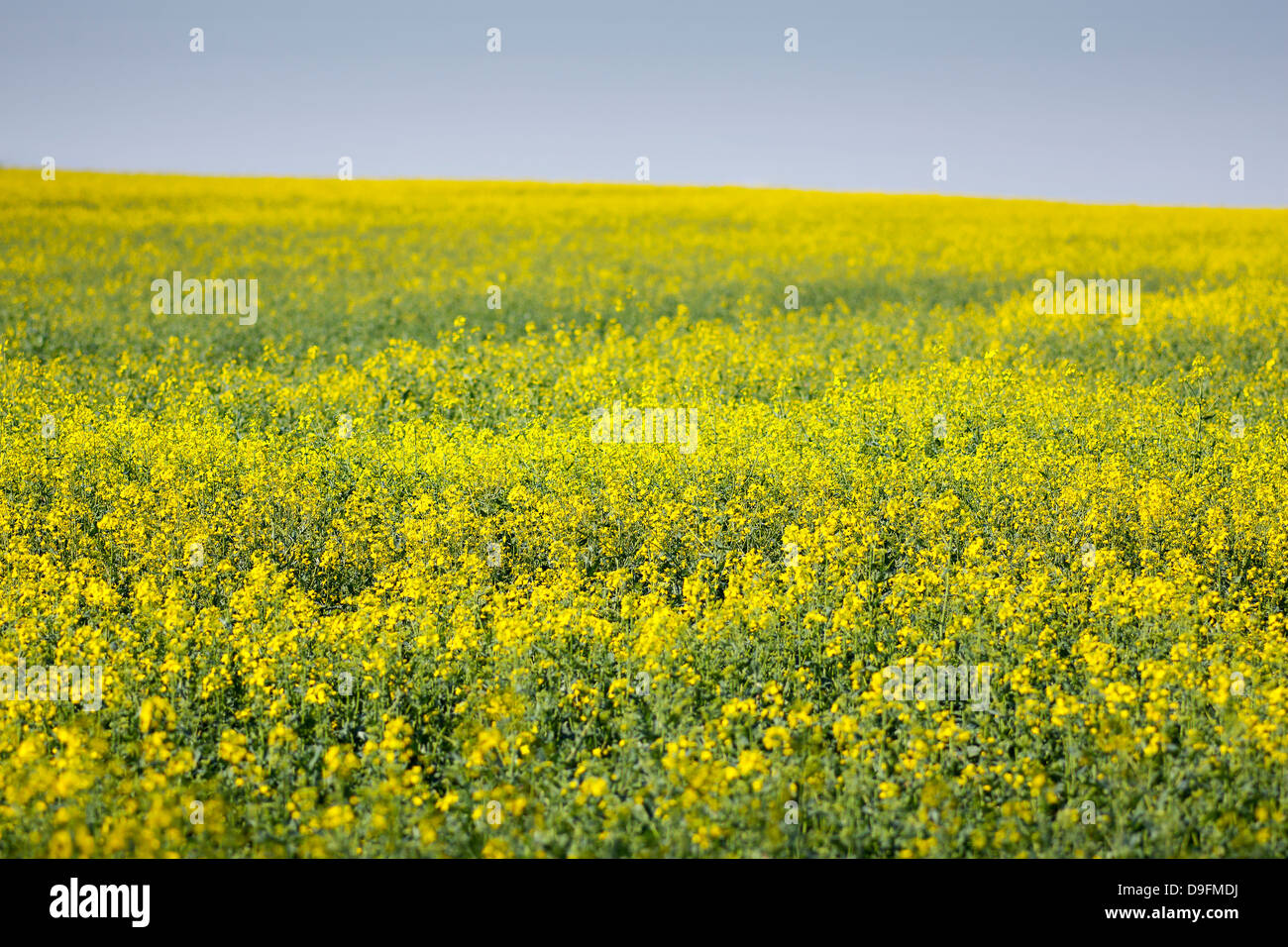 Ein Feld von blühenden Raps Stockfoto