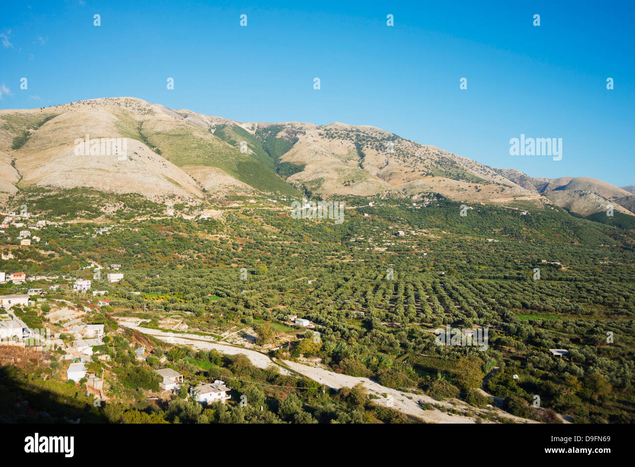 Qeparo Plantagen, Albanien Stockfoto