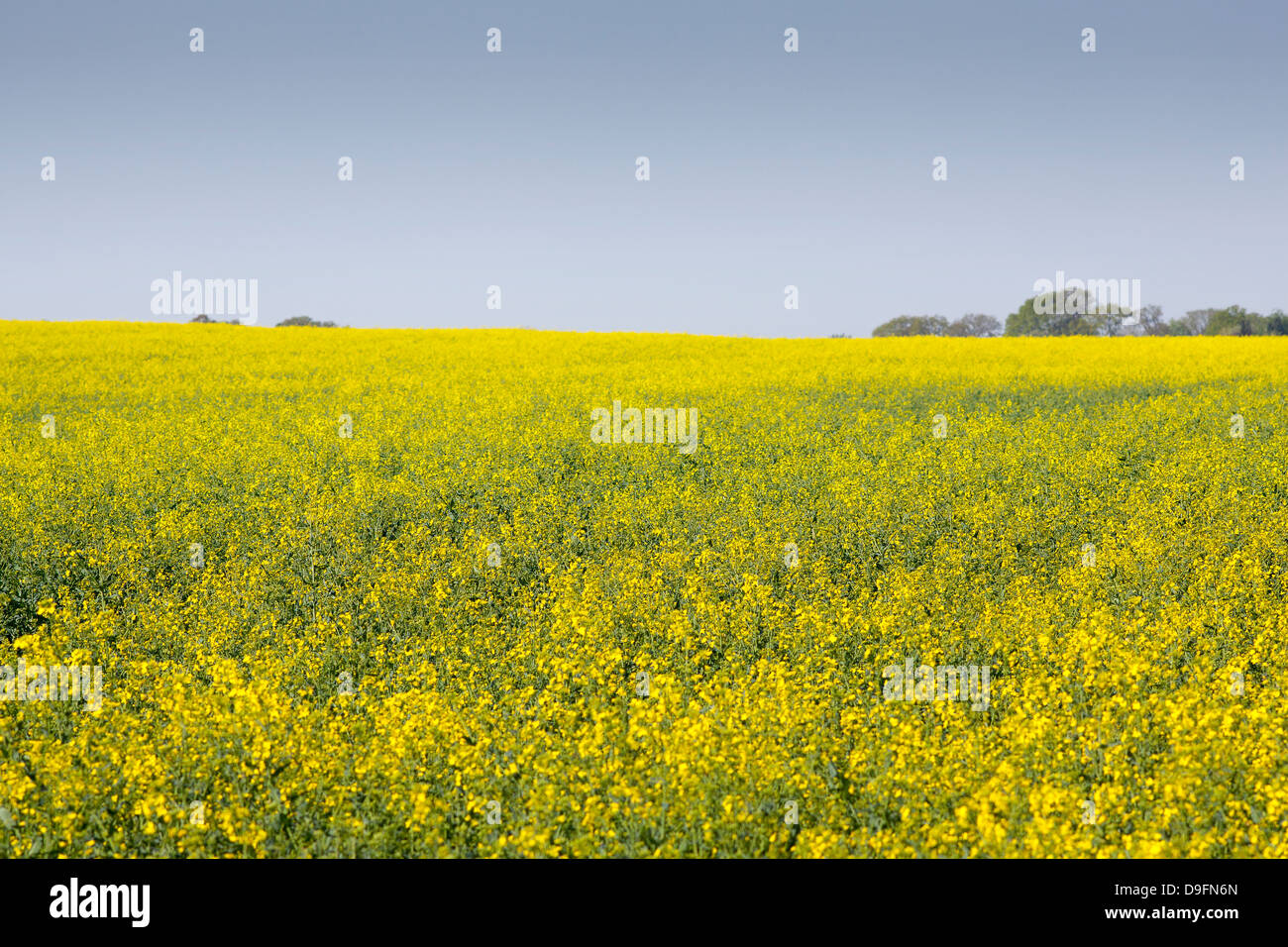 Ein Feld von blühenden Raps Stockfoto