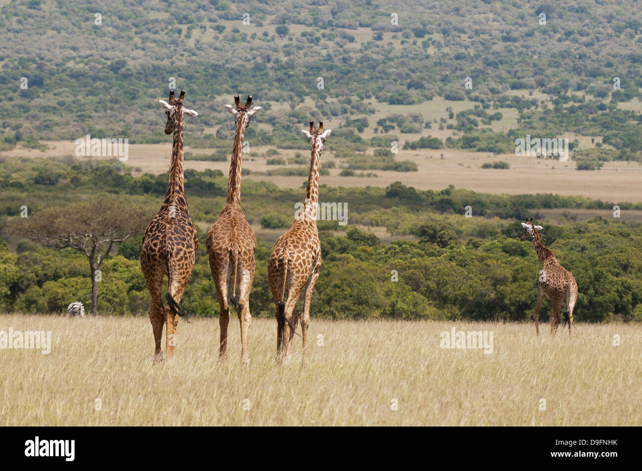 Masai-Giraffe (Giraffa Plancius), Masai Mara National Reserve, Kenia, Ostafrika, Afrika Stockfoto
