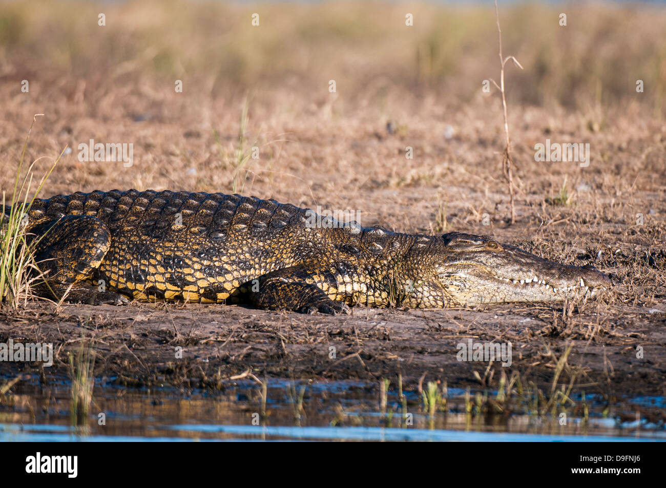 Nil-Krokodil (Crocodylus Niloticus), Chobe Nationalpark, Botswana, Afrika Stockfoto