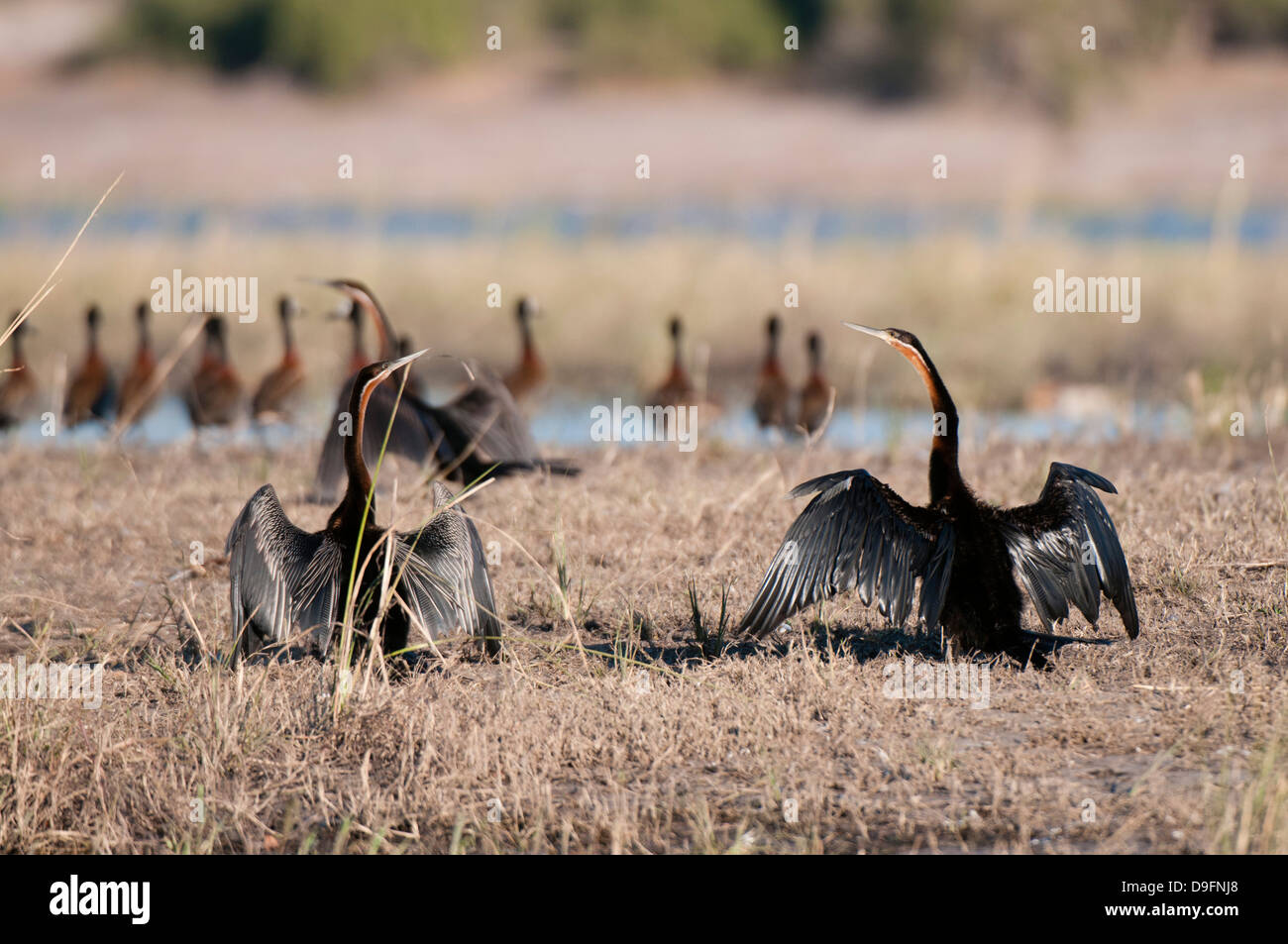 Afrikanische Darter (Anhinga Rufa), Chobe Nationalpark, Botswana, Afrika Stockfoto