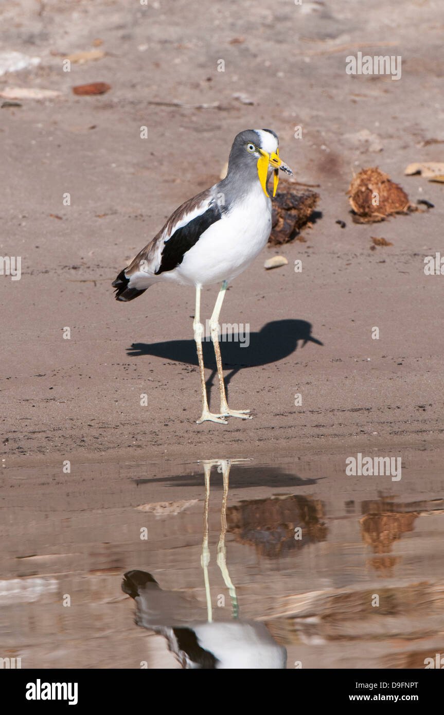 White-crowned Kiebitz (Vanellus Albiceps), Chobe Nationalpark, Botswana, Afrika Stockfoto