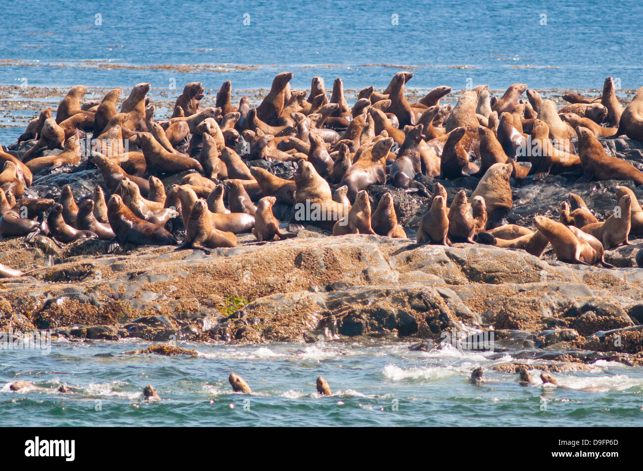 Steller Seelöwe (nördliche Seelöwe) (Eumetopias Jubatus) Kolonie außerhalb Prince Rupert, Britisch-Kolumbien, Kanada Stockfoto