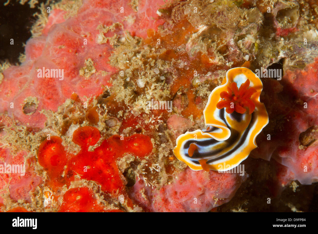 Chromodoris Magnifica Nacktschnecken, Mabul, Borneo, Malaysia Stockfoto