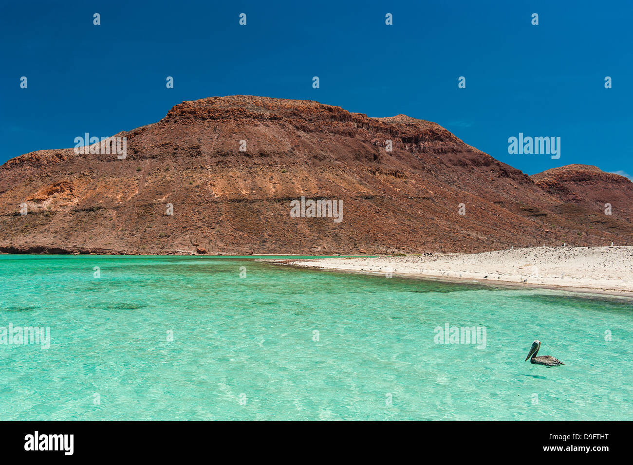 Pelikane im türkisfarbenen Wasser auf Isla Espiritu Santo, Baja California, Mexiko Stockfoto