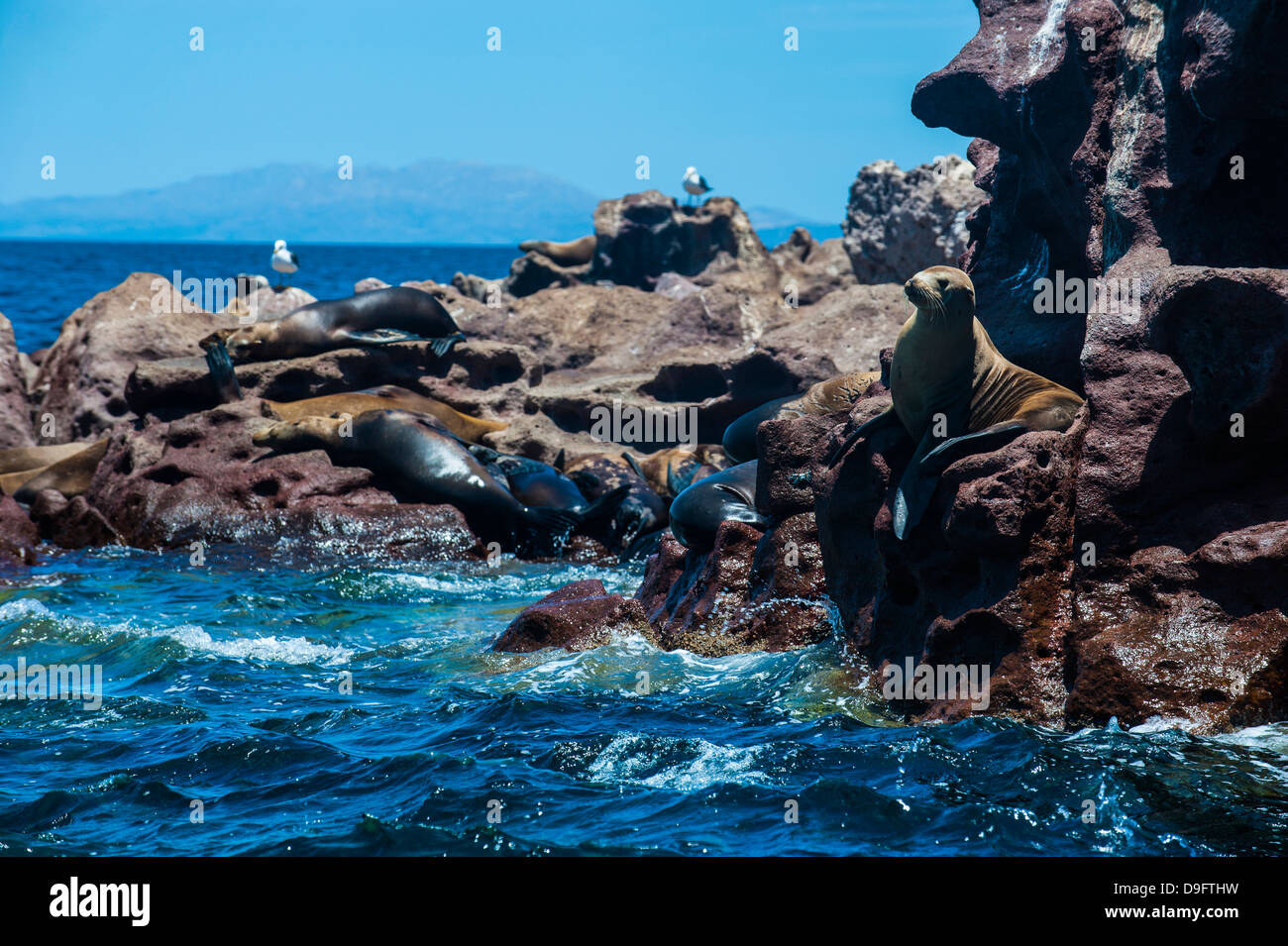 Seelöwenkolonie auf Isla Espiritu Santo, Baja California, Mexiko Stockfoto