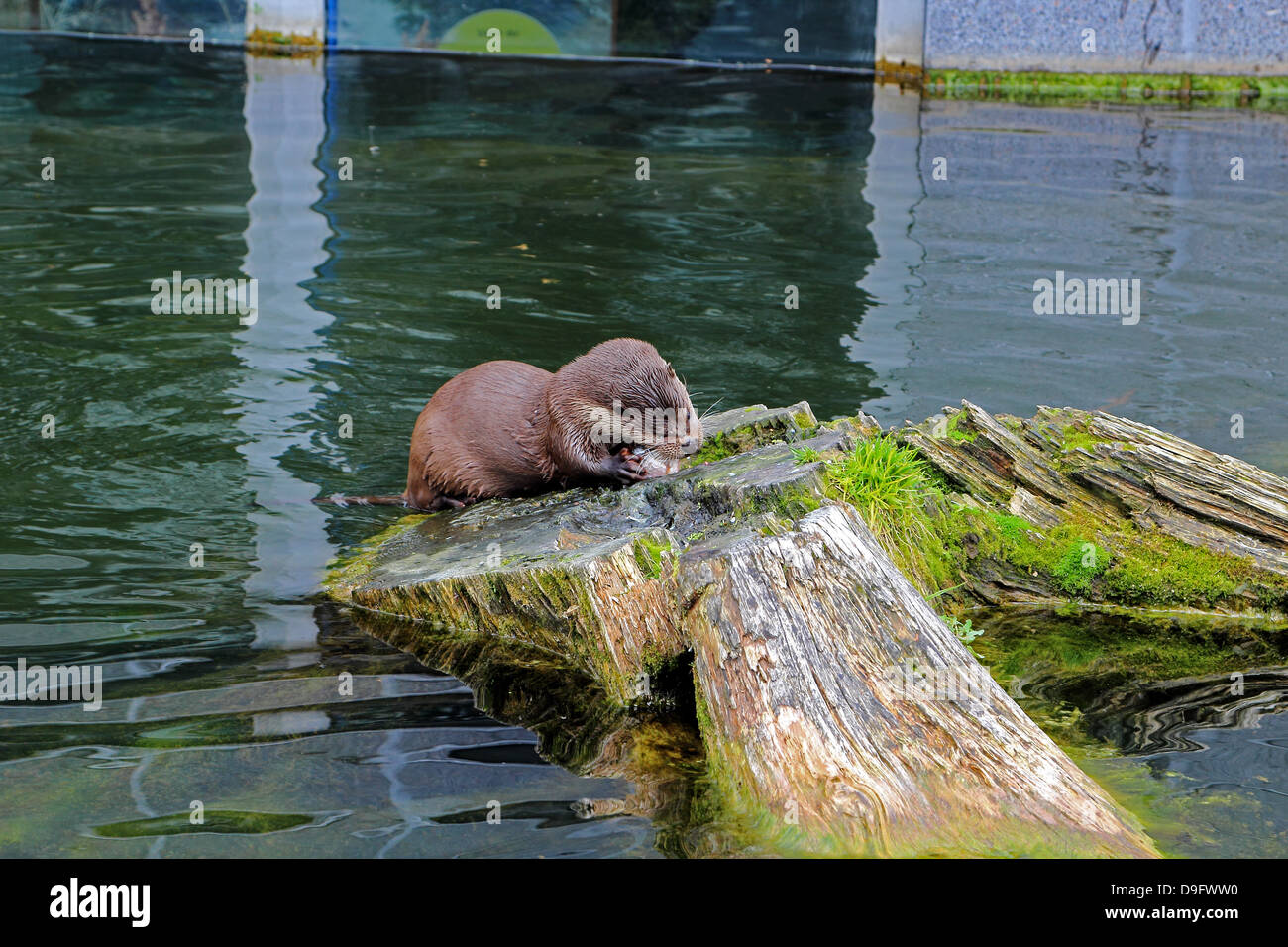 Otter im Aqua Zentrum, Silkeborg, Dänemark. Essen Fisch Odder i Aqua Centret Silkeborg, Dänemark. Stockfoto