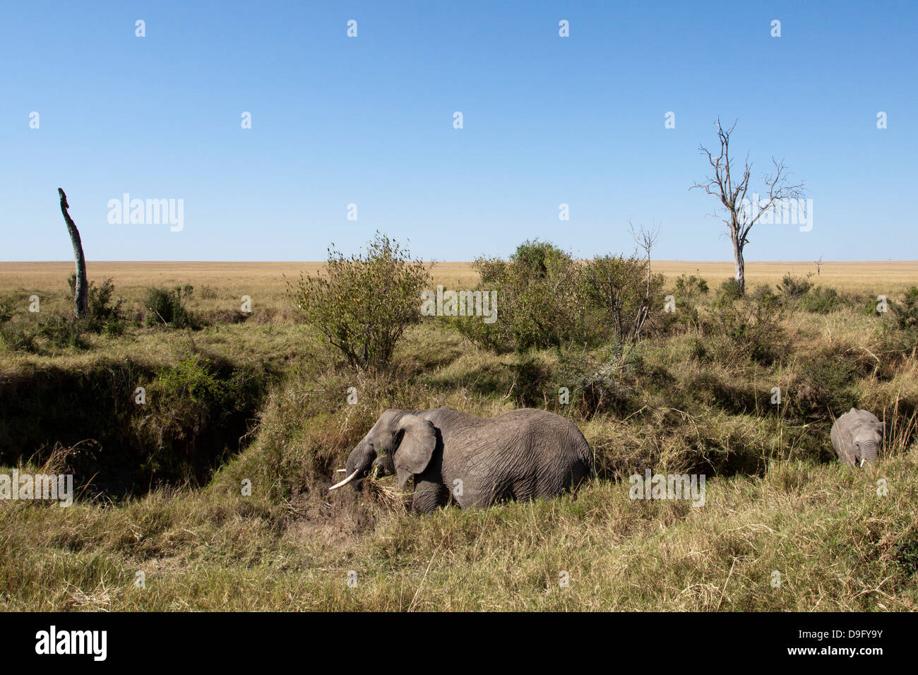 Zwei afrikanische Elefanten (Loxodonta Africana) Essen Rasen an einem Wasserloch, Masai Mara, Kenia Stockfoto