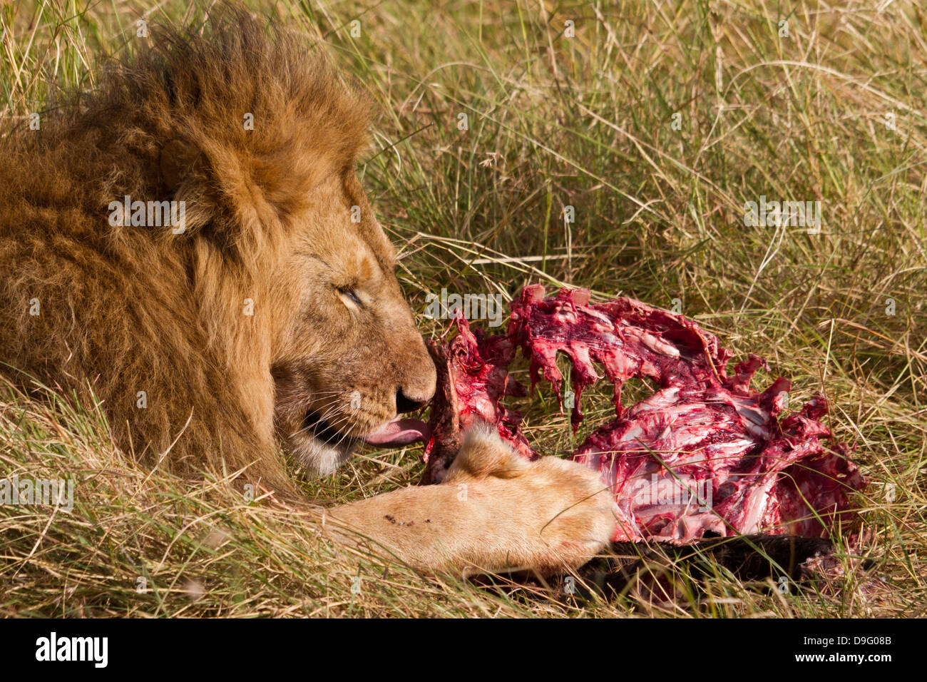 Ein männlicher afrikanischer Löwe, Panthera leo, der isst, Masai Mara, Kenia, Afrika Stockfoto