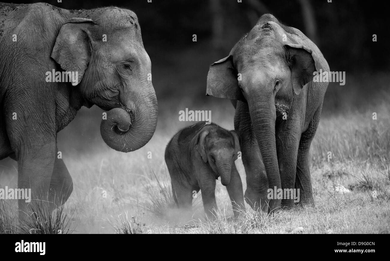 Elefanten Elefanten wandern im Wald wandern im Wald Stockfoto
