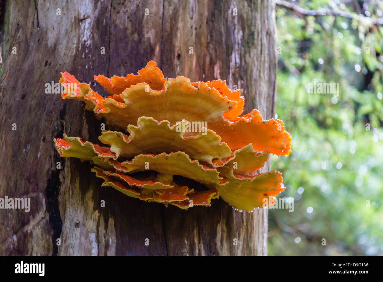 Der Regal Pilz namens Chicken-of-the-Woods (Laeitiporus Sulphureus), Williams Bucht, südöstlichen Alaska, USA Stockfoto