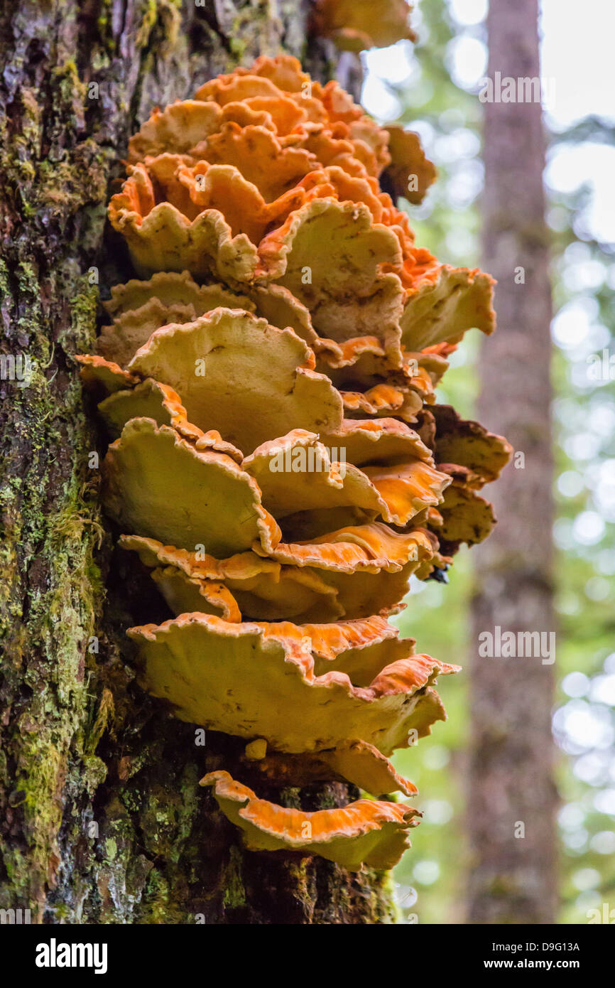 Der Regal Pilz namens Chicken-of-the-Woods (Laeitiporus Sulphureus), Williams Bucht, südöstlichen Alaska, USA Stockfoto