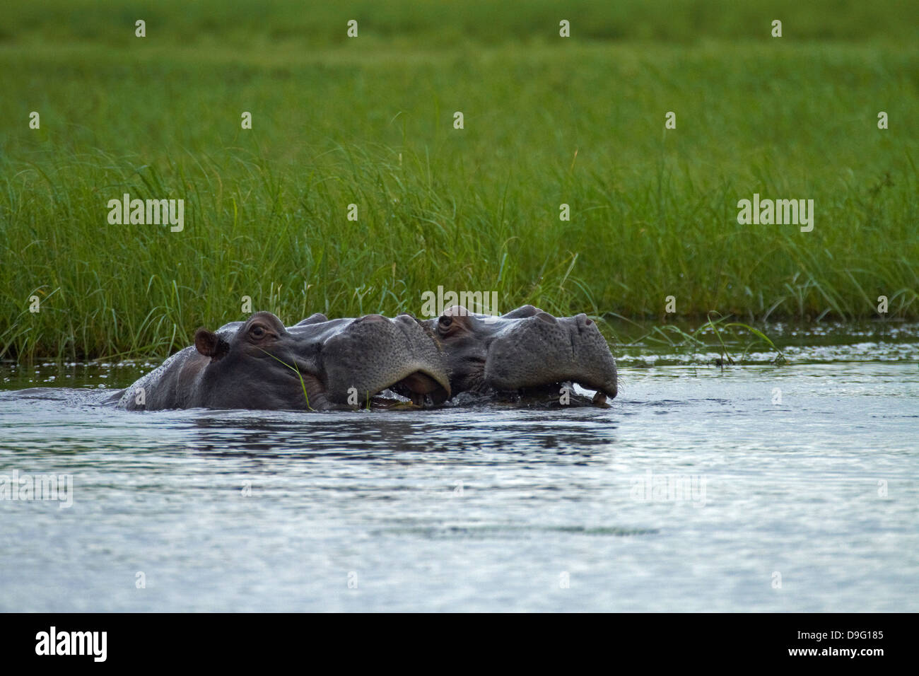 Flusspferde (Hippopotamus Amphibius), Chobe River, Chobe National Park, Kasane in Botswana, Afrika Stockfoto