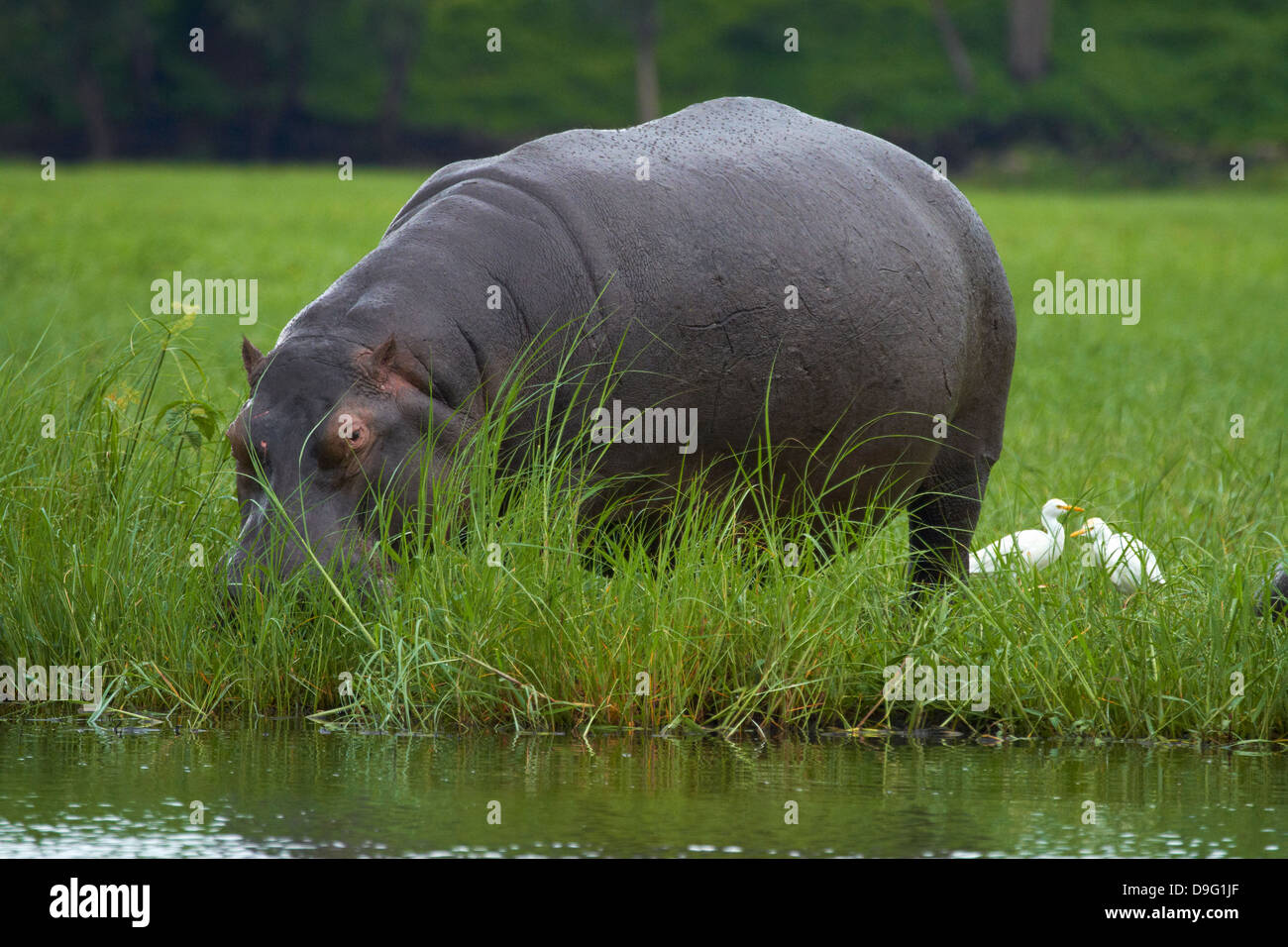 Flusspferd (Hippopotamus Amphibius) und Kuhreiher, Chobe River, Chobe National Park, Kasane, Botsuana, Südafrika Stockfoto