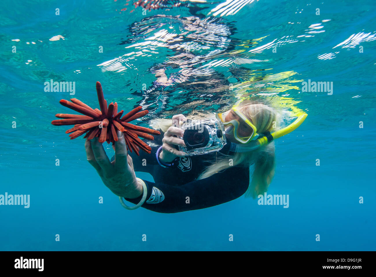Schnorchler nehmen Foto von Urchin Unterwasser aus Maui, Hawaii, Vereinigte Staaten von Amerika Stockfoto