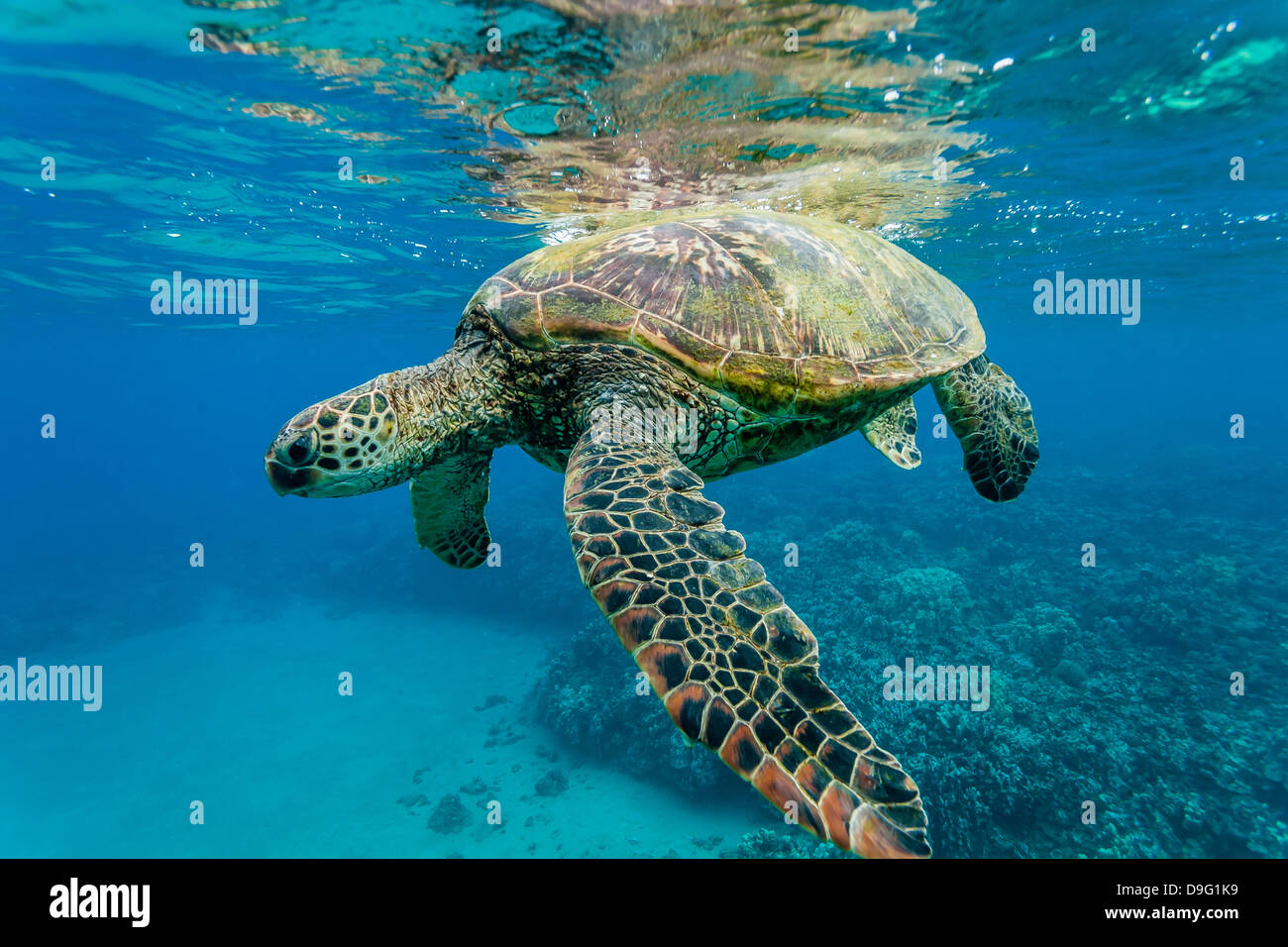 Grüne Meeresschildkröte (Chelonia Mydas) unter Wasser, Maui, Hawaii, Vereinigte Staaten von Amerika Stockfoto
