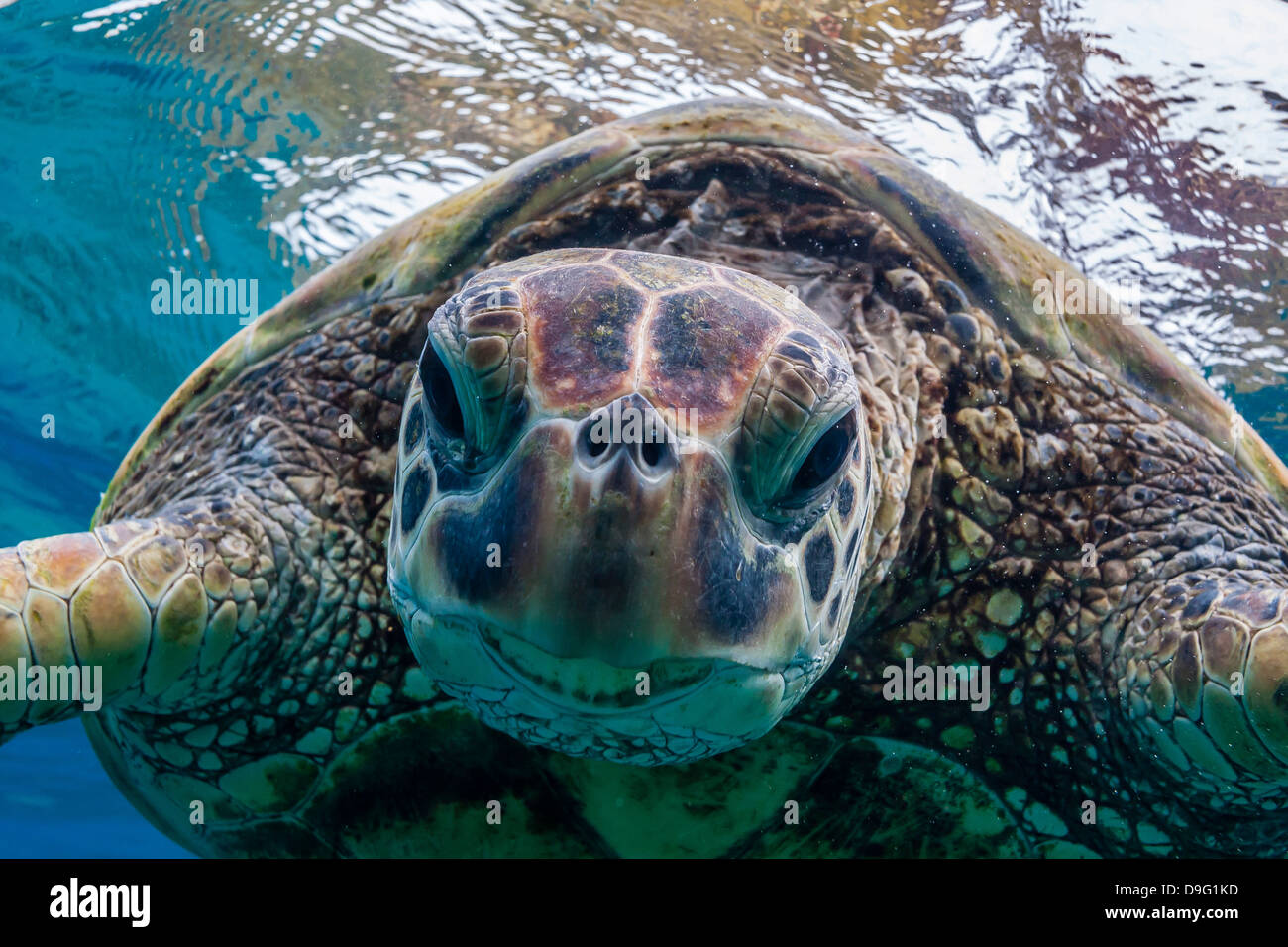 Grüne Meeresschildkröte (Chelonia Mydas) unter Wasser, Maui, Hawaii, Vereinigte Staaten von Amerika Stockfoto