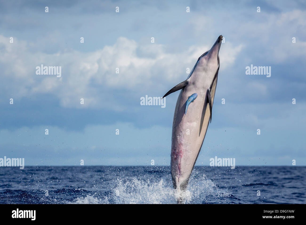 Hawaiian Spinner Delfin (Stenella Longirostris), einst Kanal, Maui, Hawaii, Vereinigte Staaten von Amerika Stockfoto
