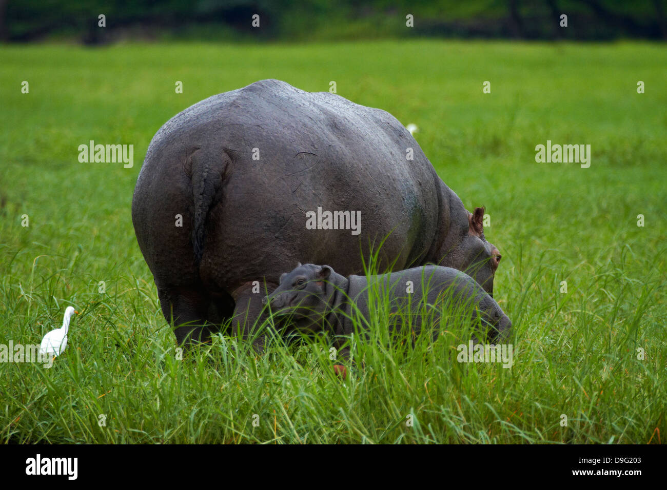 Nilpferd und Baby (Hippopotamus Amphibius) und Kuhreiher, Chobe River, Chobe National Park, Kasane, Botsuana, Südafrika Stockfoto