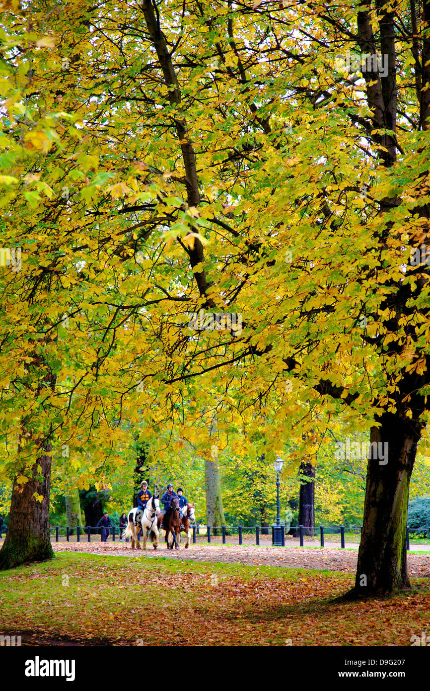 Pferde in einem herbstlichen Hyde Park, London, England, UK Stockfoto
