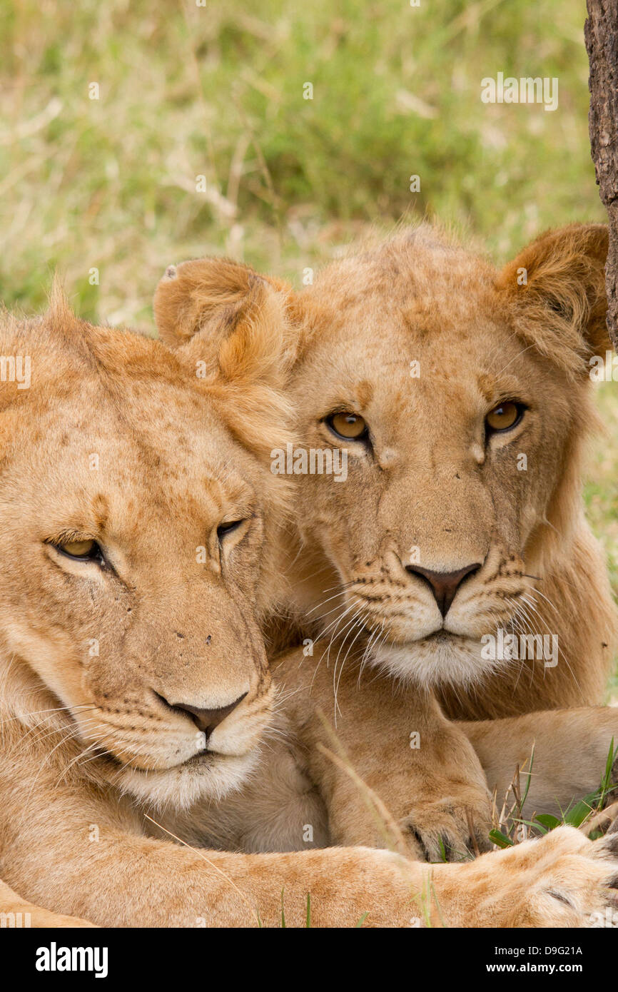 Zwei Löwenbabys entspannen im Schatten eines Baumes, Masai Mara, Kenia, Afrika Stockfoto