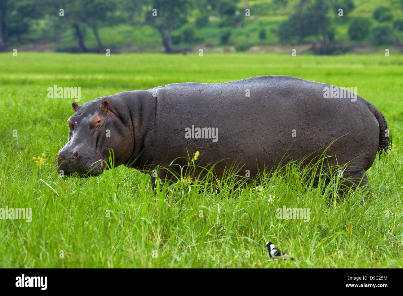 Flusspferd (Hippopotamus Amphibius), Chobe River, Chobe National Park, Kasane, Botsuana, Südafrika Stockfoto