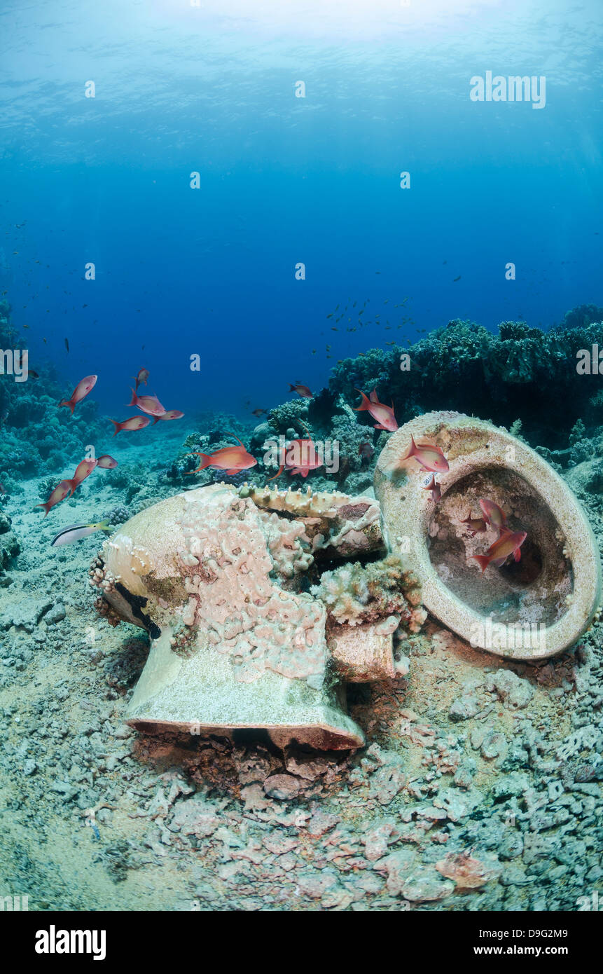 Sammlung von WC-Schalen aus Schiffswracks am Meeresboden verstreut, Nationalpark Ras Mohammed, Rotes Meer, Ägypten, Afrika Stockfoto