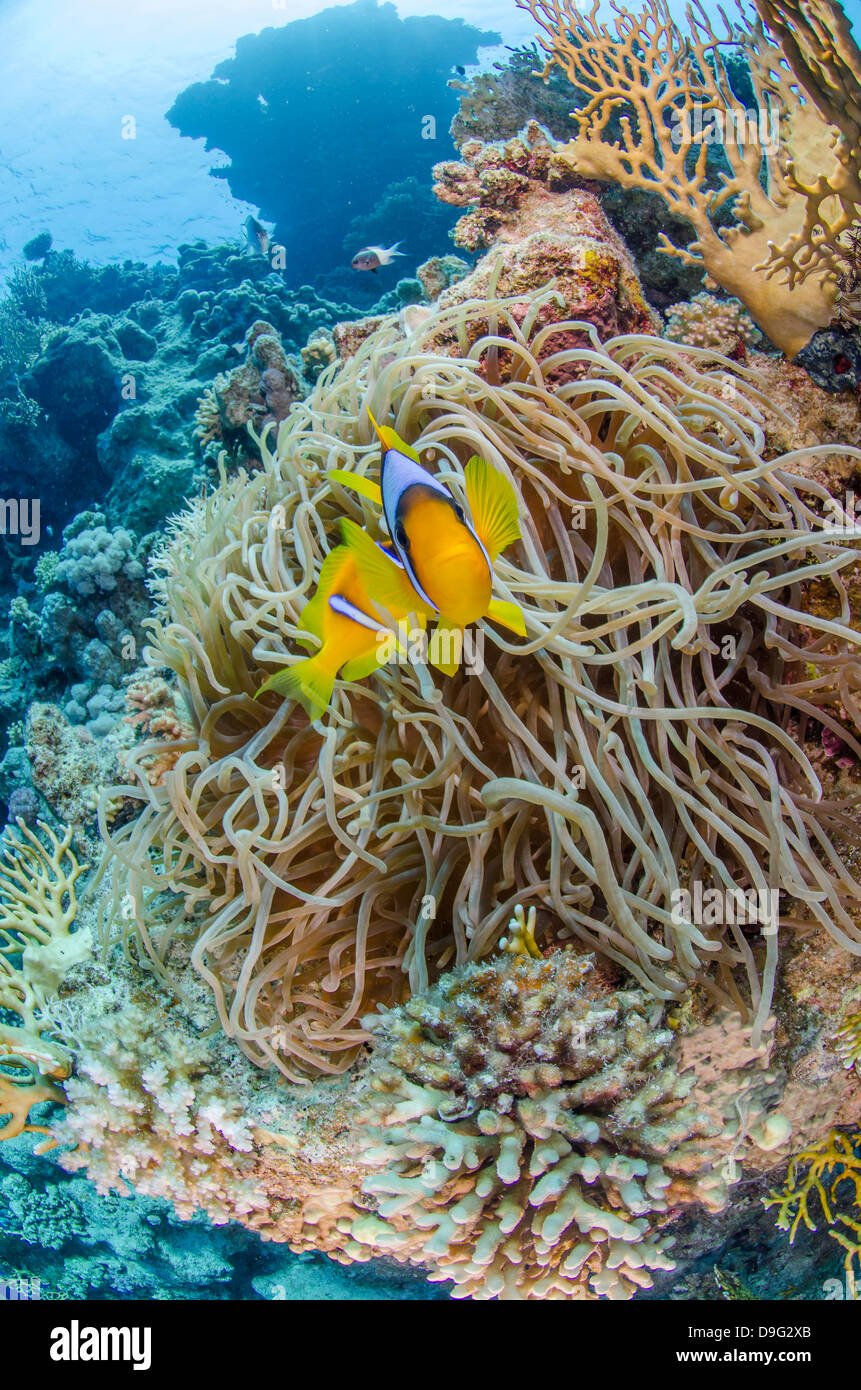 Rotes Meer-Anemonenfisch (Amphiprion Bicinctus) und regelmäßig Haddoni, Ras Mohammed National Park, Rotes Meer, Ägypten, Afrika Stockfoto
