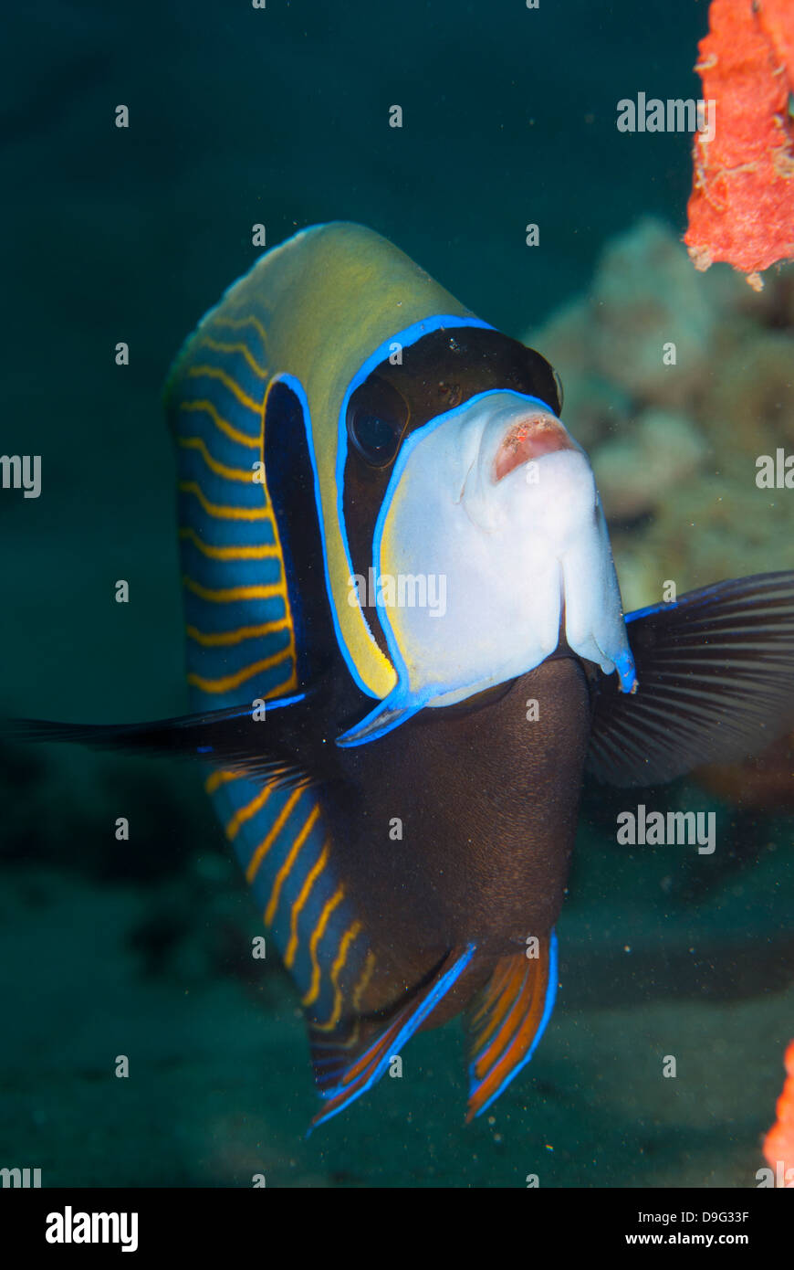 Kaiser-Kaiserfisch (Pomacanthus Imperator), Naama Bay, aus Sharm el-Sheikh, Sinai, Rotes Meer, Ägypten, Afrika Stockfoto