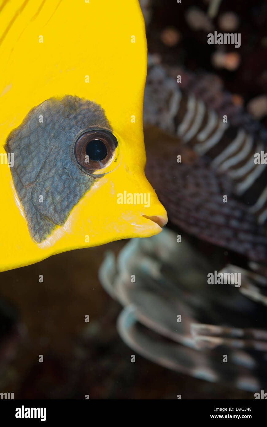 Maskierte Falterfische (Chaetodontidae Semilarvatus) close-up, Naama Bay, aus Sharm el-Sheikh, Sinai, Rotes Meer, Ägypten, Afrika Stockfoto