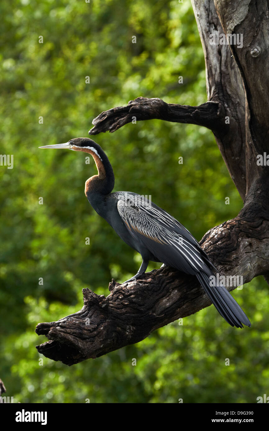 Afrikanische Darter (Anhinga Rufa), thront von Chobe River, Chobe National Park, Kasane in Botswana, Afrika Stockfoto