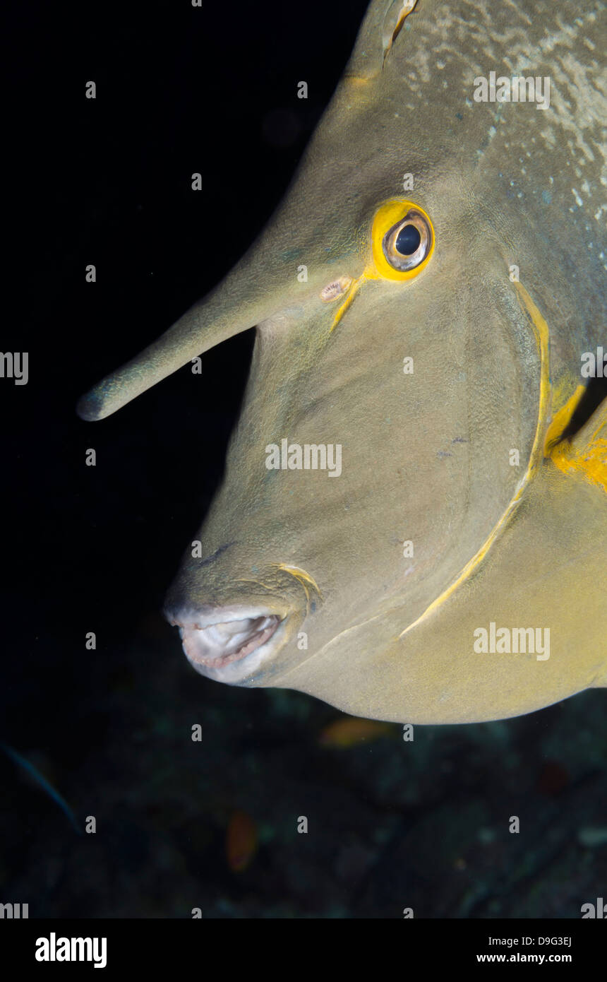 Bluespine Einhorn Fisch (Naso Unicornis) close-up, Ras Mohammed Nationalpark aus Sharm el-Sheikh, Sinai, Rotes Meer, Ägypten, Afrika Stockfoto