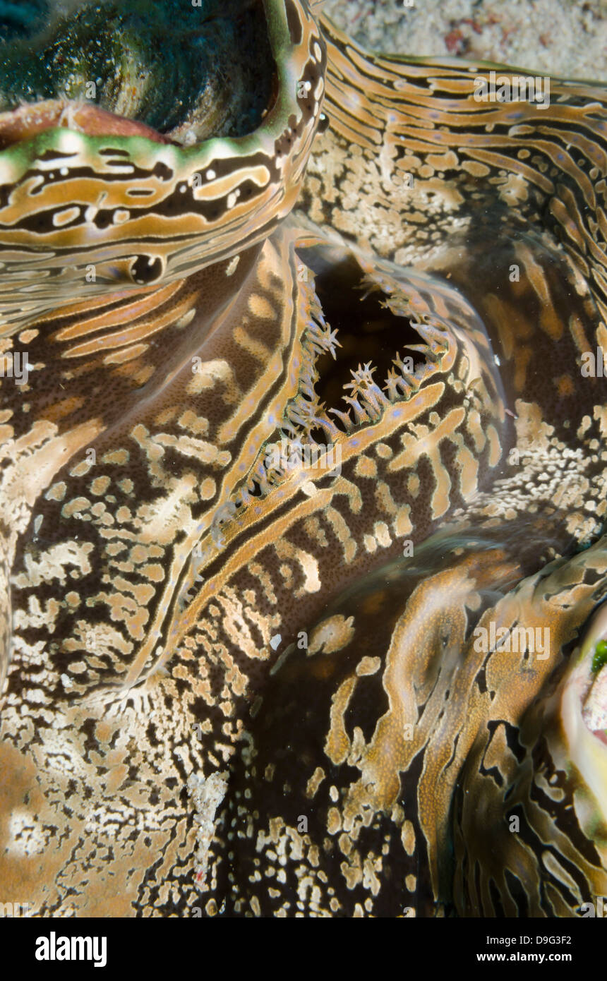 Gemeinsamen Riesenmuschel (Tridacna Maxima) Makro, Nationalpark Ras Mohammed, aus Sharm el-Sheikh, Sinai, Rotes Meer, Ägypten, Afrika Stockfoto