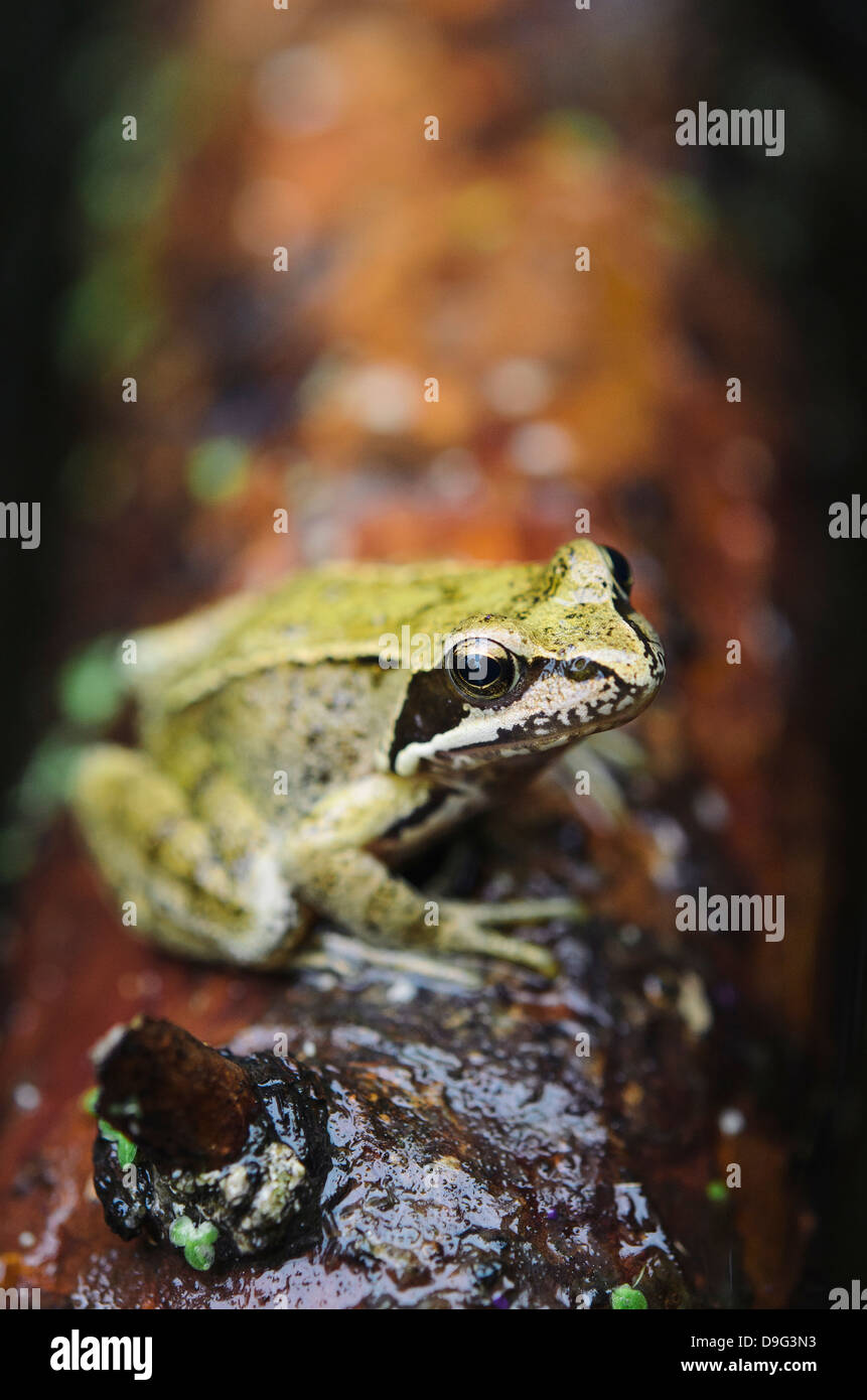 Europã¤ischer Gemeiner Frosch Stockfotos und -bilder Kaufen - Alamy