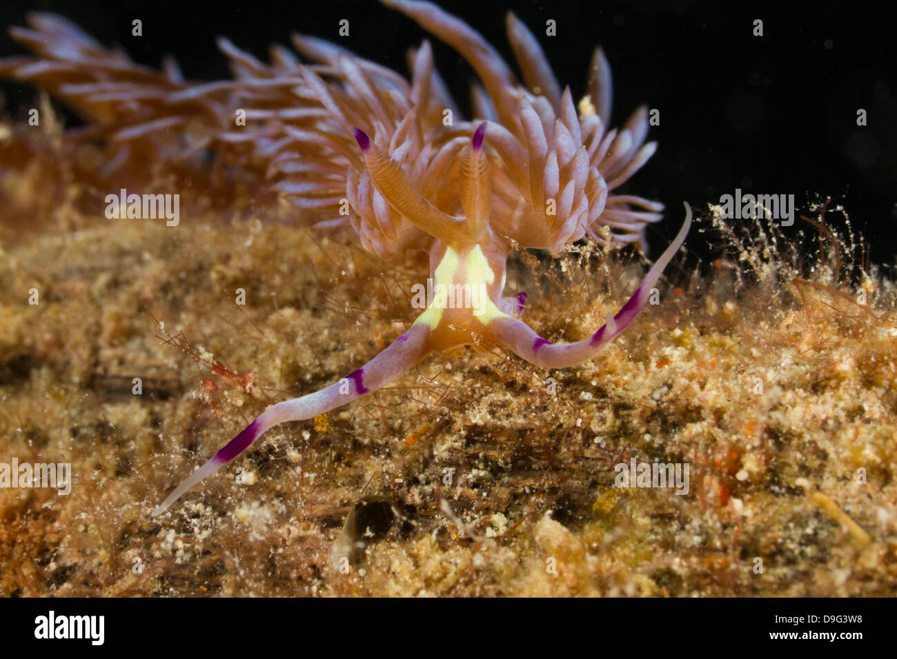 Pteraeolidia Ianthina Nacktschnecken, Mabul, Borneo, Malaysia Stockfoto