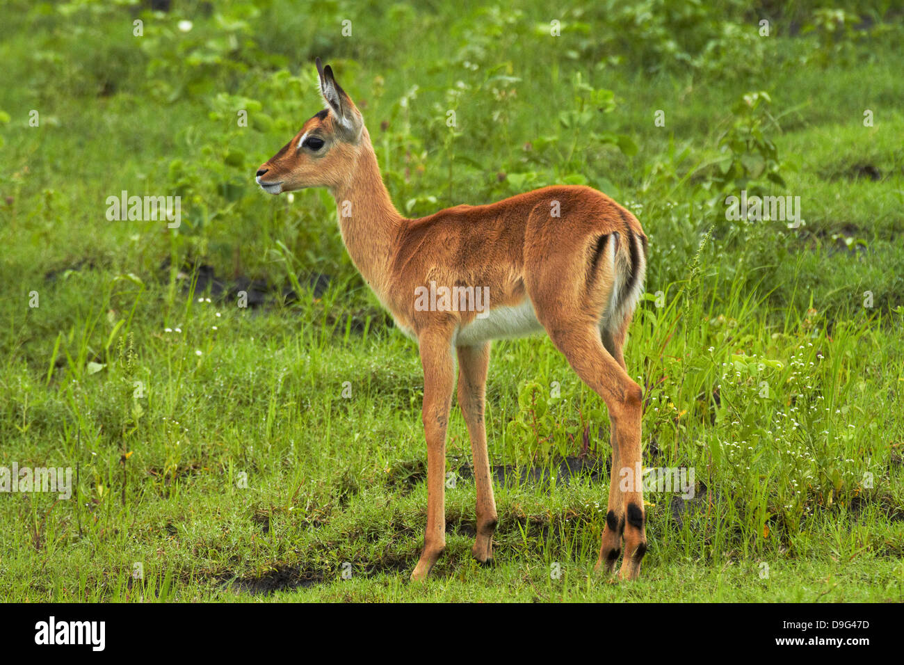 Baby Impala (Aepyceros Melampus Melampus), von Chobe River, Chobe National Park, Kasane in Botswana, Afrika Stockfoto