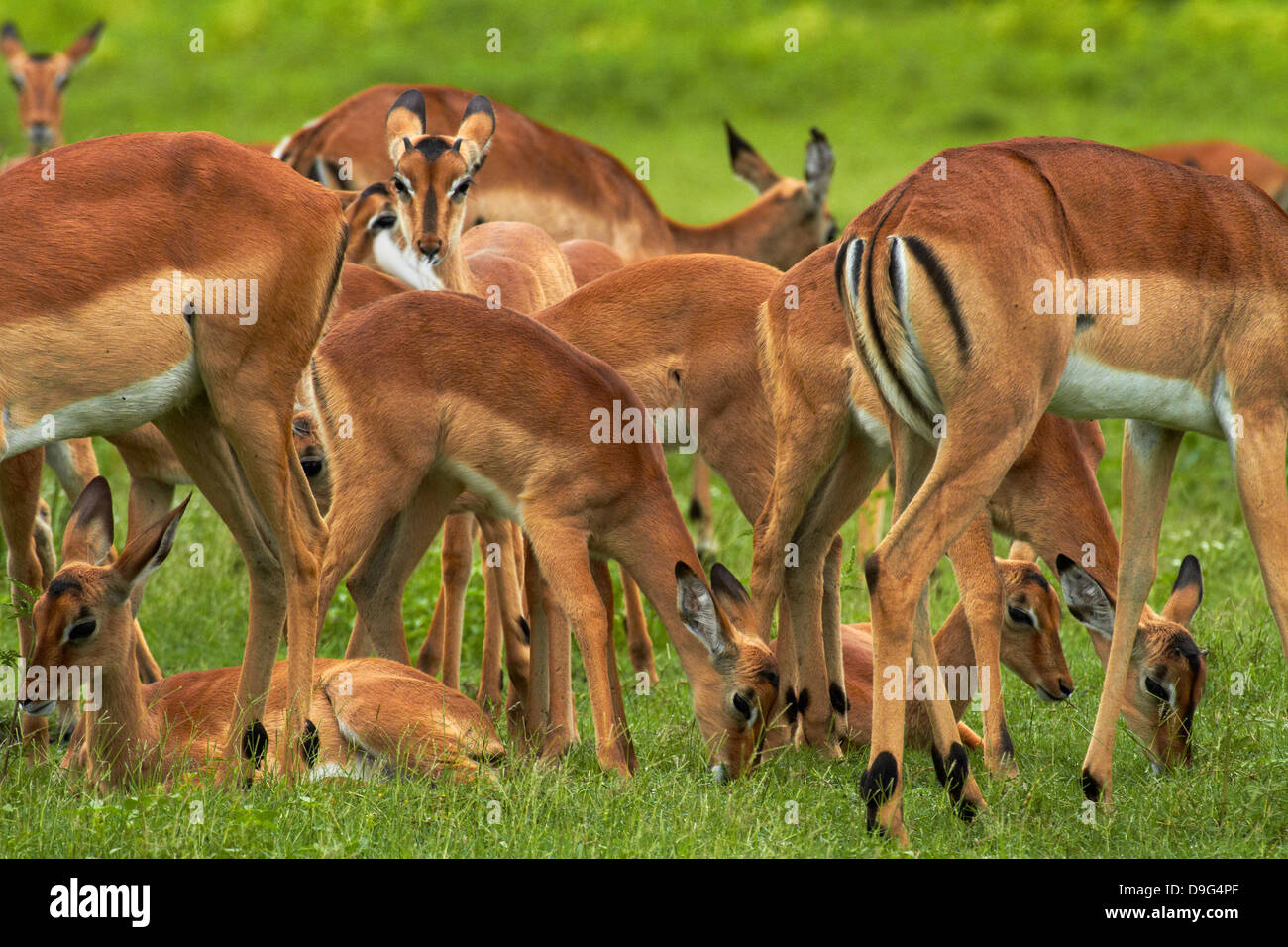Herde von Impala (Aepyceros Melampus Melampus), von Chobe River, Chobe National Park, Kasane in Botswana, Afrika Stockfoto