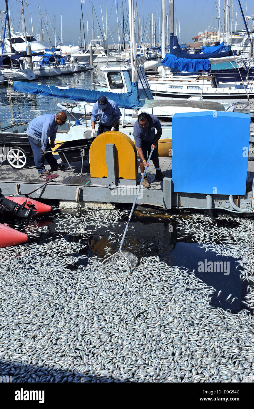 Millionen von kleinen Fischen, Sardellen, Makrelen und Sardinen, einschließlich angespült tot am King Harbor Marina, Redondo Beach, Kalifornien. Eine Theorie hierzu ist, dass sie versuchten, eine rote Flut - ein natürlich vorkommendes schnelle Anhäufung von Algen in einer Wassersäule - zu entkommen, die Fische zu vergiften oder verhungern sie Sauerstoff Redondo Beach, Kalifornien - 08.03.11 Stockfoto