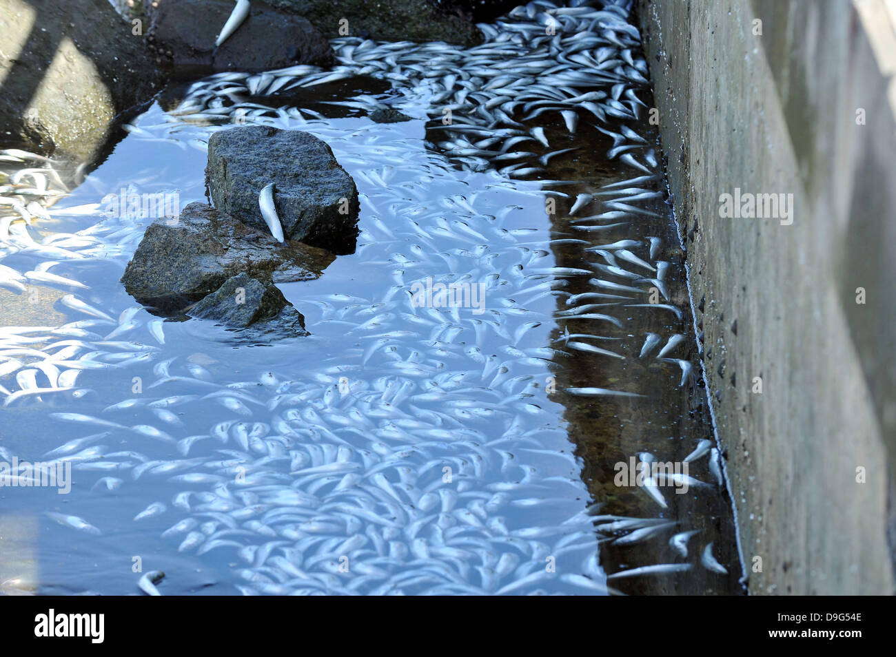 Millionen von kleinen Fischen, Sardellen, Makrelen und Sardinen, einschließlich angespült tot am King Harbor Marina, Redondo Beach, Kalifornien. Eine Theorie hierzu ist, dass sie versuchten, eine rote Flut - ein natürlich vorkommendes schnelle Anhäufung von Algen in einer Wassersäule - zu entkommen, die Fische zu vergiften oder verhungern sie Sauerstoff Redondo Beach, Kalifornien - 08.03.11 Stockfoto