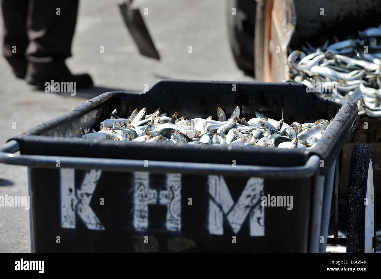 Millionen von kleinen Fischen, Sardellen, Makrelen und Sardinen, einschließlich angespült tot am King Harbor Marina, Redondo Beach, Kalifornien. Eine Theorie hierzu ist, dass sie versuchten, eine rote Flut - ein natürlich vorkommendes schnelle Anhäufung von Algen in einer Wassersäule - zu entkommen, die Fische zu vergiften oder verhungern sie Sauerstoff Redondo Beach, Kalifornien - 08.03.11 Stockfoto