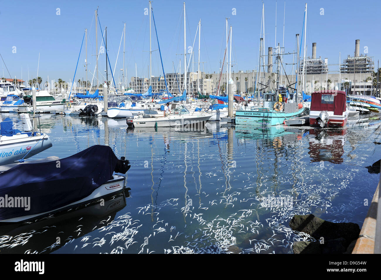 Millionen von kleinen Fischen, Sardellen, Makrelen und Sardinen, einschließlich angespült tot am King Harbor Marina, Redondo Beach, Kalifornien. Eine Theorie hierzu ist, dass sie versuchten, eine rote Flut - ein natürlich vorkommendes schnelle Anhäufung von Algen in einer Wassersäule - zu entkommen, die Fische zu vergiften oder verhungern sie Sauerstoff Redondo Beach, Kalifornien - 08.03.11 Stockfoto