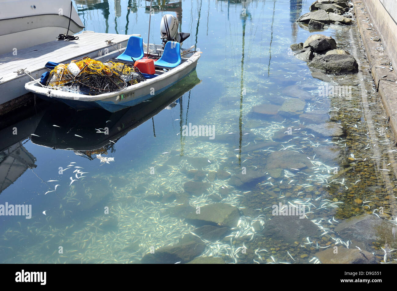 Millionen von kleinen Fischen, Sardellen, Makrelen und Sardinen, einschließlich angespült tot am King Harbor Marina, Redondo Beach, Kalifornien. Eine Theorie hierzu ist, dass sie versuchten, eine rote Flut - ein natürlich vorkommendes schnelle Anhäufung von Algen in einer Wassersäule - zu entkommen, die Fische zu vergiften oder verhungern sie Sauerstoff Redondo Beach, Kalifornien - 08.03.11 Stockfoto