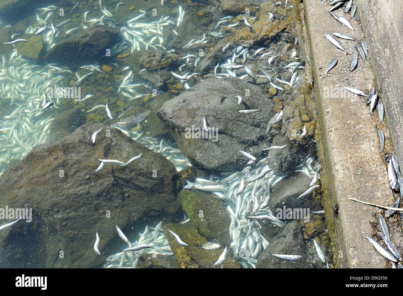 Millionen von kleinen Fischen, Sardellen, Makrelen und Sardinen, einschließlich angespült tot am King Harbor Marina, Redondo Beach, Kalifornien. Eine Theorie hierzu ist, dass sie versuchten, eine rote Flut - ein natürlich vorkommendes schnelle Anhäufung von Algen in einer Wassersäule - zu entkommen, die Fische zu vergiften oder verhungern sie Sauerstoff Redondo Beach, Kalifornien - 08.03.11 Stockfoto