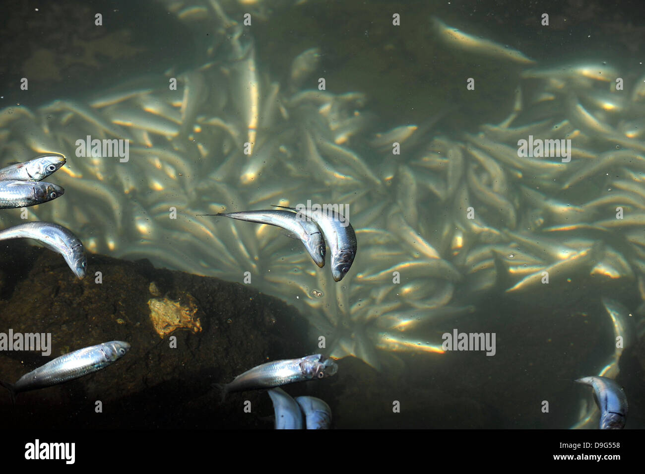 Millionen von kleinen Fischen, Sardellen, Makrelen und Sardinen, einschließlich angespült tot am King Harbor Marina, Redondo Beach, Kalifornien. Eine Theorie hierzu ist, dass sie versuchten, eine rote Flut - ein natürlich vorkommendes schnelle Anhäufung von Algen in einer Wassersäule - zu entkommen, die Fische zu vergiften oder verhungern sie Sauerstoff Redondo Beach, Kalifornien - 08.03.11 Stockfoto