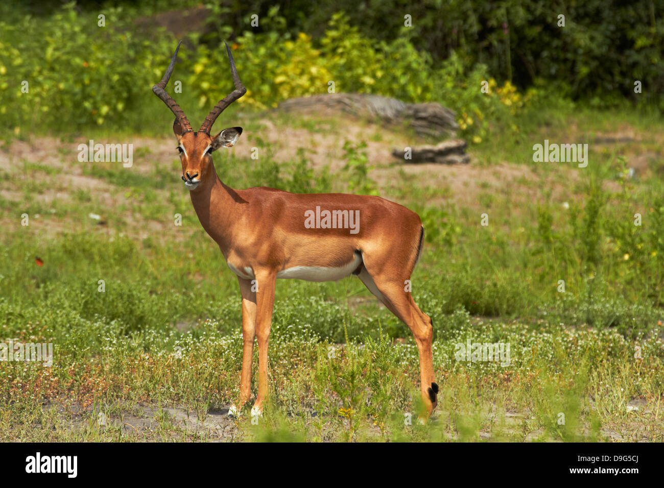 Männlichen Impala (Aepyceros Melampus Melampus), von Chobe River, Chobe National Park, Kasane in Botswana, Afrika Stockfoto