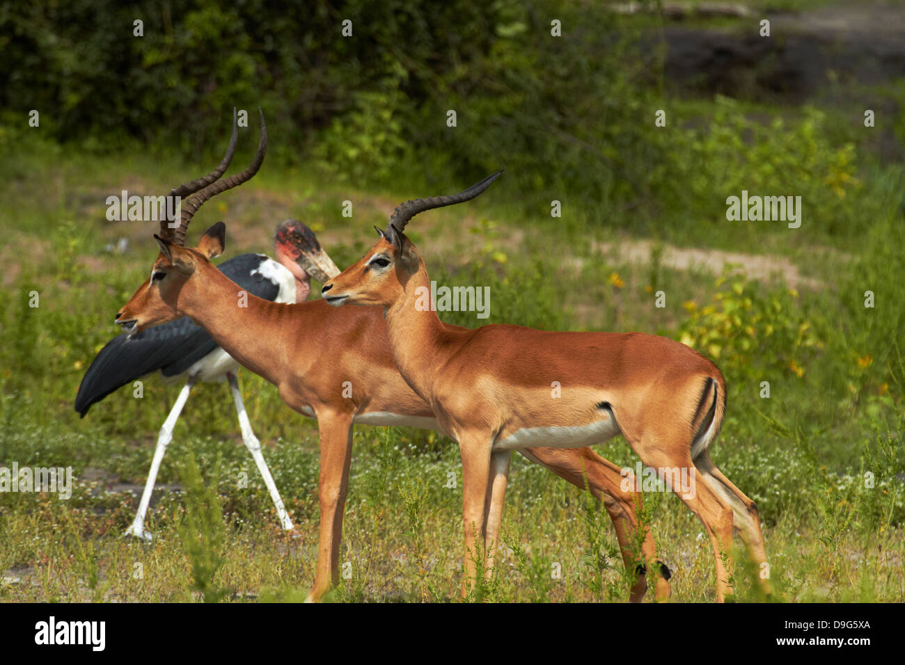 Impala und Marabou Storch (Leptoptilos Crumeniferus), Chobe River, Chobe National Park, Kasane, Botsuana, Südafrika Stockfoto