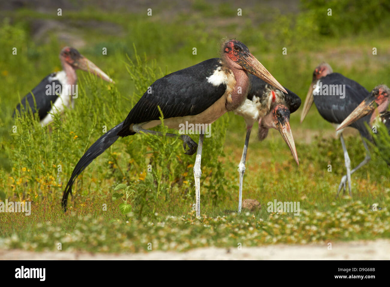 Störche Marabu (Leptoptilos Crumeniferus), Chobe River, Chobe National Park, Kasane, Botsuana, Südafrika Stockfoto