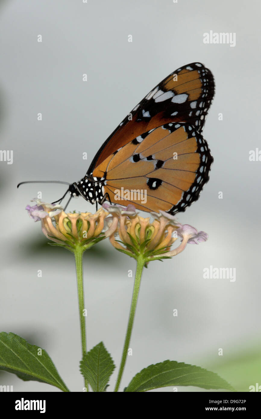 Schmetterling hautnah Stockfoto
