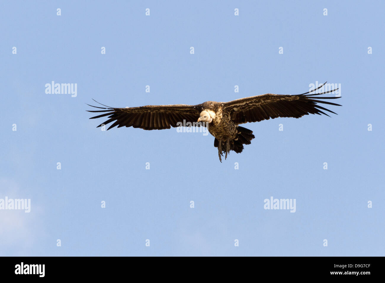 Die Rueppell (abgeschottet Rueppellii) Gänsegeier fliegen vor blauem Himmel, Masai Mara, Kenia, Afrika Stockfoto